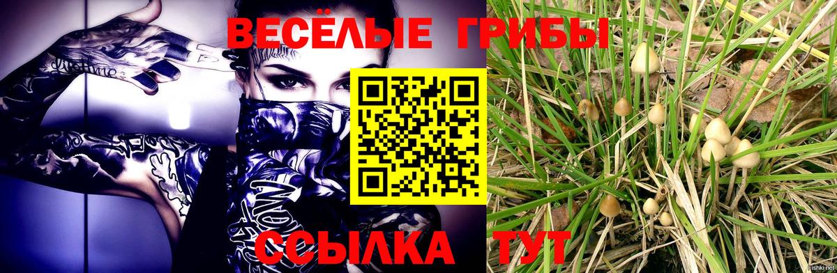 купить наркоту  Вход с VPN  Владикавказ  Галлюциногенные грибы мицелий 